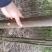 【热销】泡桐树苗规格齐全价格优惠大型基地直供