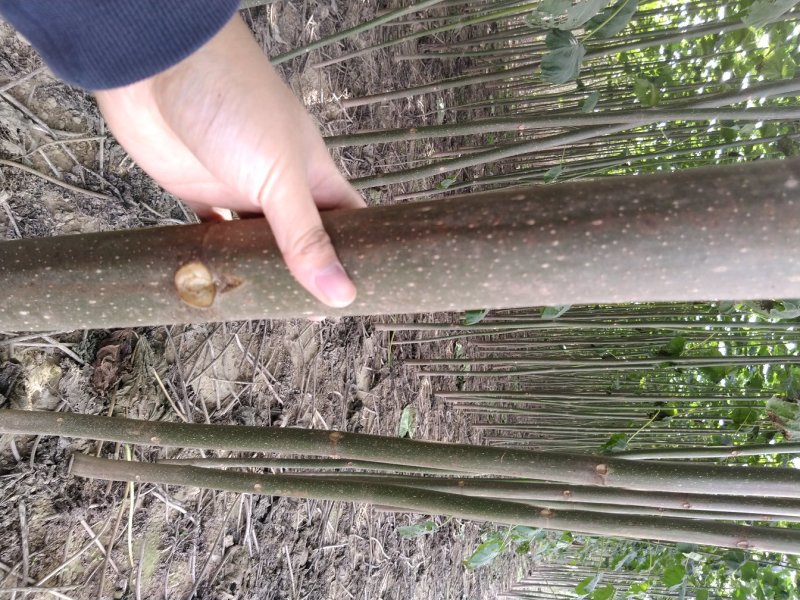 【热销】泡桐树苗规格齐全价格优惠大型基地直供
