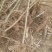 【热销】泡桐树苗规格齐全价格优惠大型基地直供