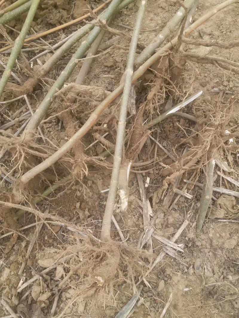 【热销】泡桐树苗规格齐全价格优惠大型基地直供