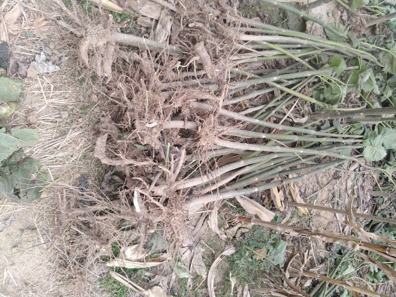 【热销】泡桐树苗规格齐全价格优惠大型基地直供