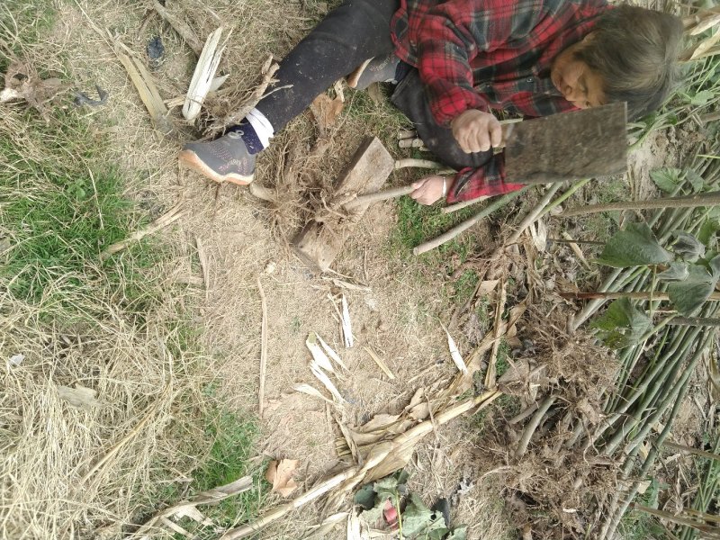 【热销】泡桐树苗规格齐全价格优惠大型基地直供