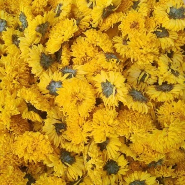 河南焦作怀菊花大量供应
