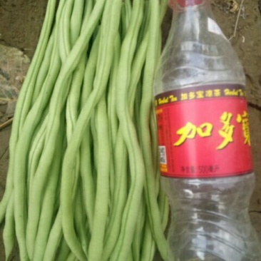 诚信代办代收精品无筋豆