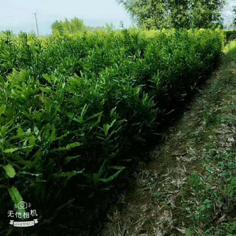 坚果苗桂热1号带营养杯包成活包邮基地直供