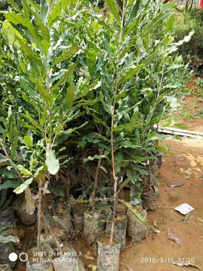 坚果苗桂热1号带营养杯包成活包邮基地直供