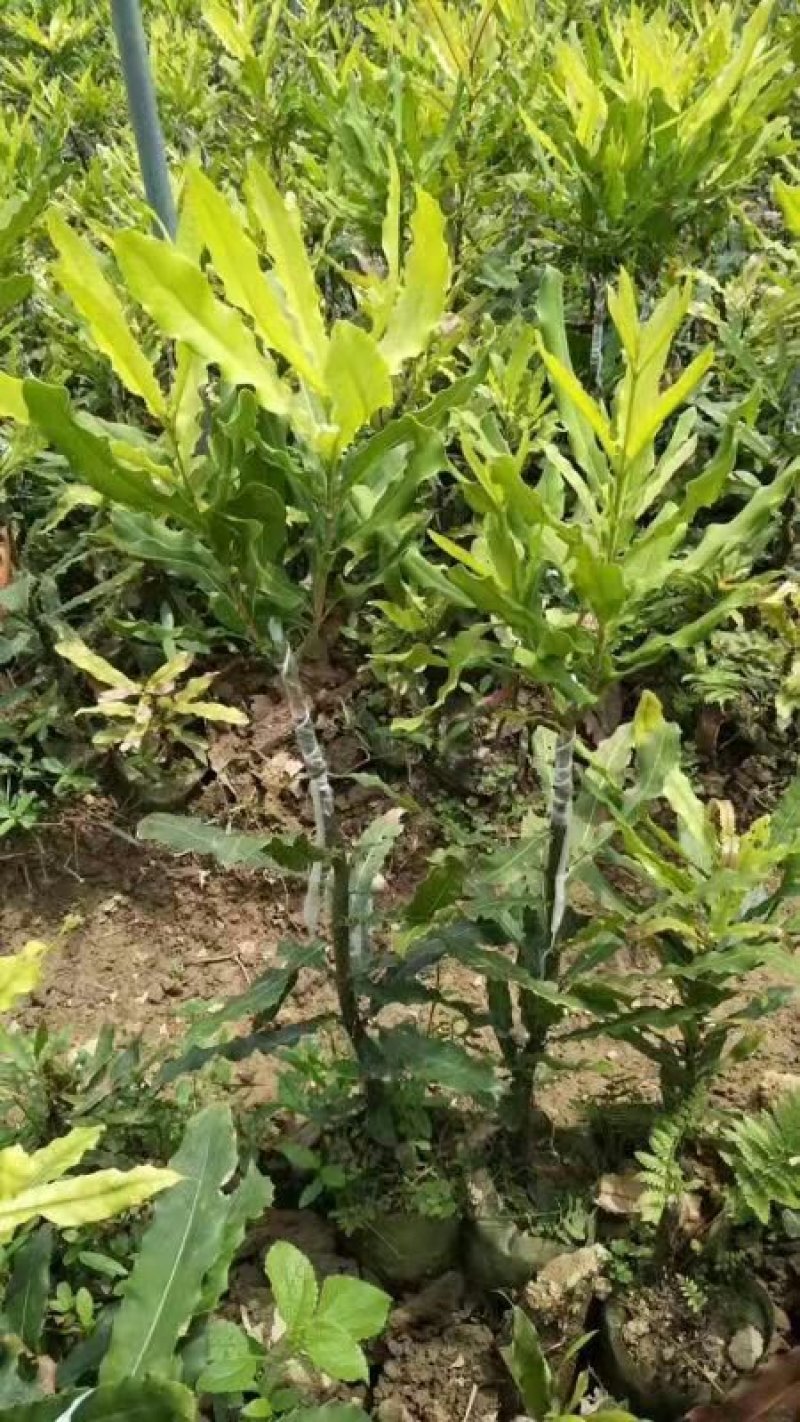 坚果苗桂热1号带营养杯包成活包邮基地直供