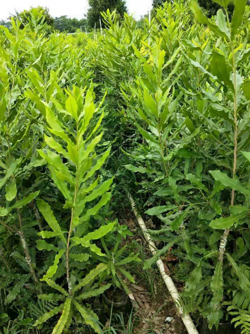 坚果苗桂热1号带营养杯包成活包邮基地直供