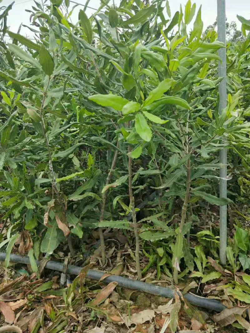坚果苗桂热1号带营养杯包成活包邮基地直供