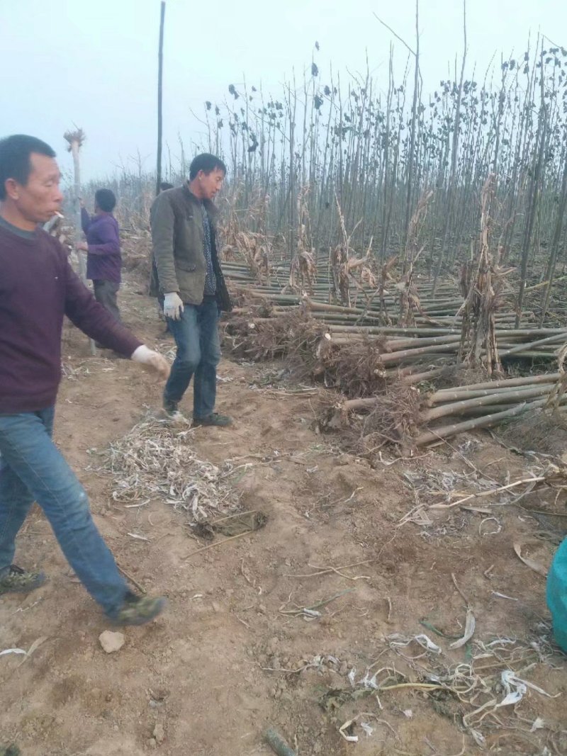 泡桐苗供应2-3-4-5-6公分大量出售