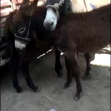 肉馿