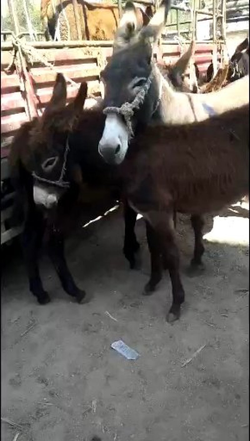肉馿