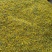 野菊花