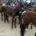 肉馿