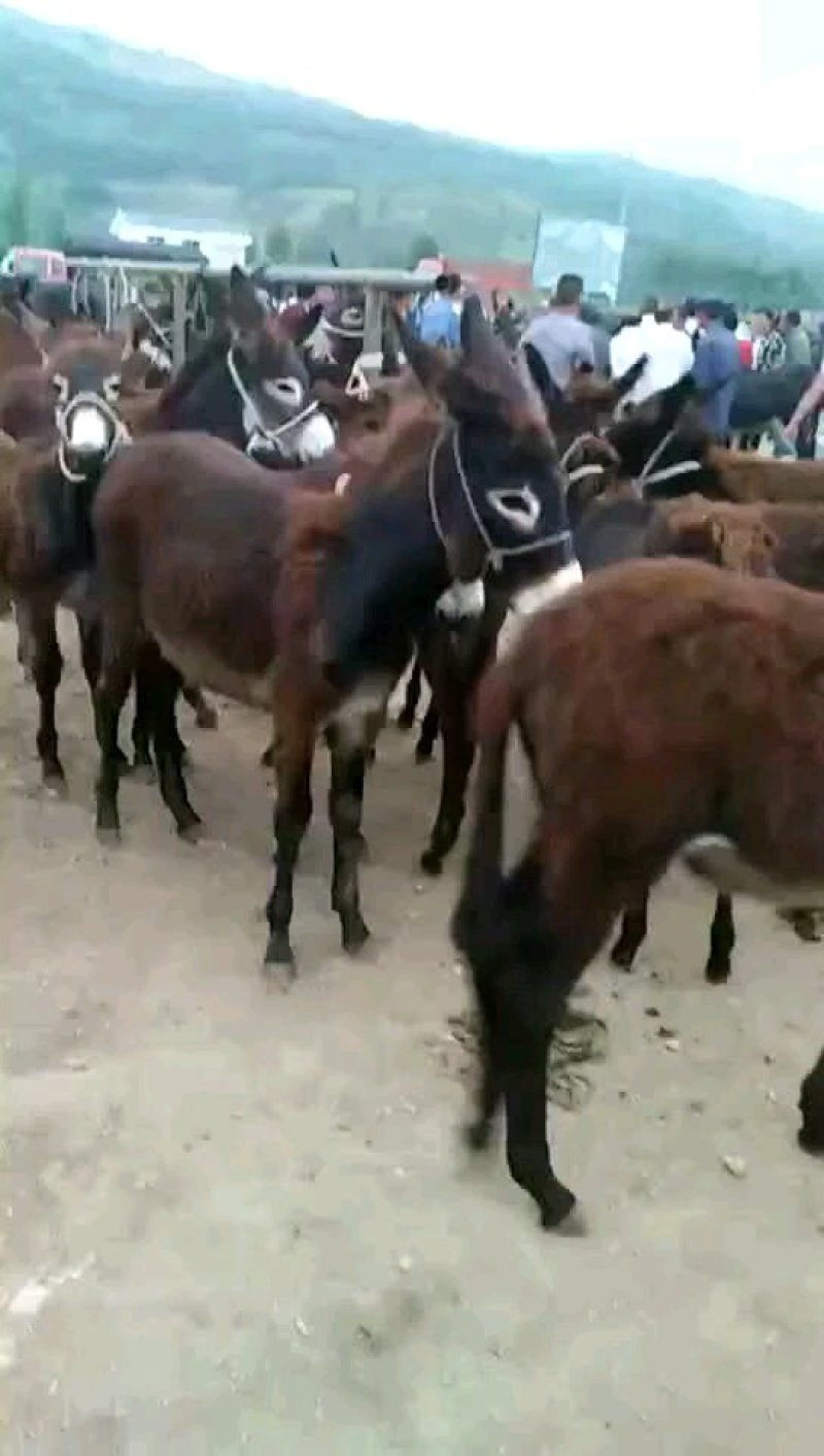 肉馿