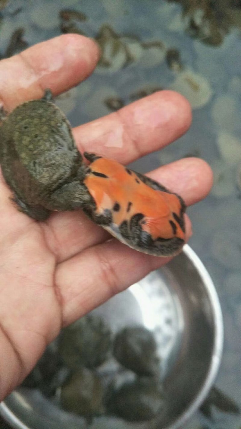甲鱼苗饲料、中华鳖`本场还有珍珠鳖、草龟出售、