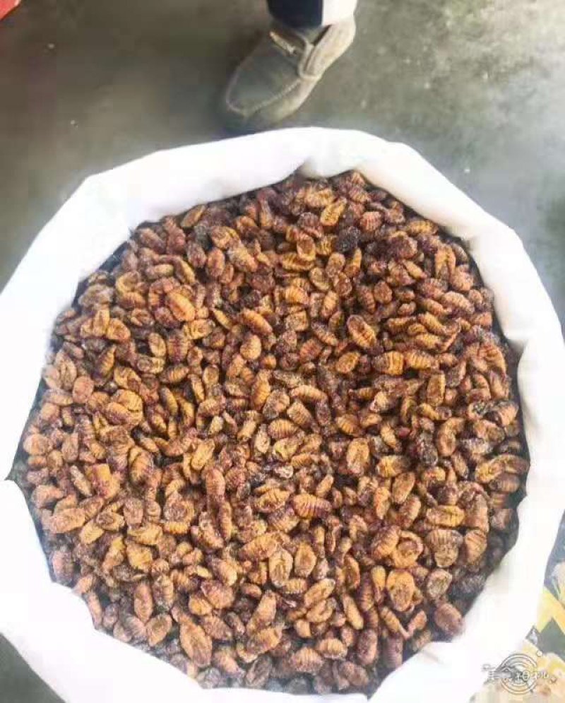 茧蛹，金丝蛹，小蛹，冷冻茧蛹。