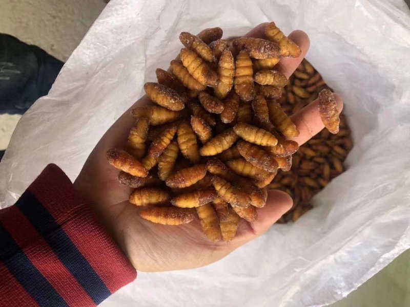 茧蛹，金丝蛹，小蛹，冷冻茧蛹。