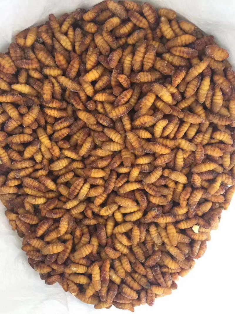 茧蛹，金丝蛹，小蛹，冷冻茧蛹。