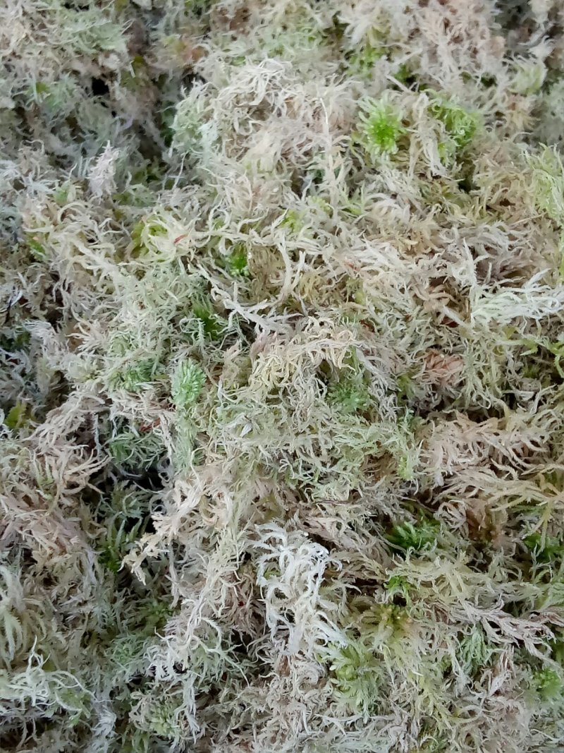 水苔