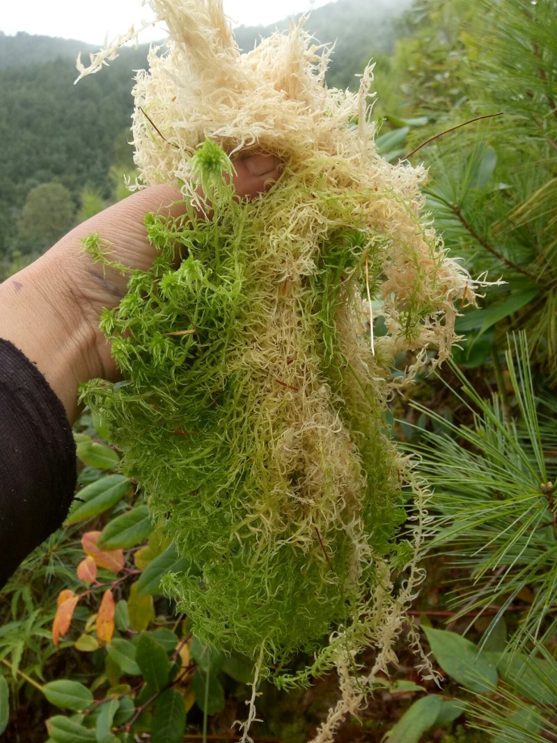 水苔