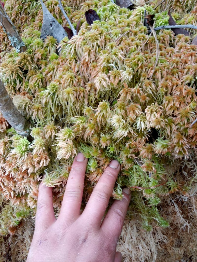 水苔