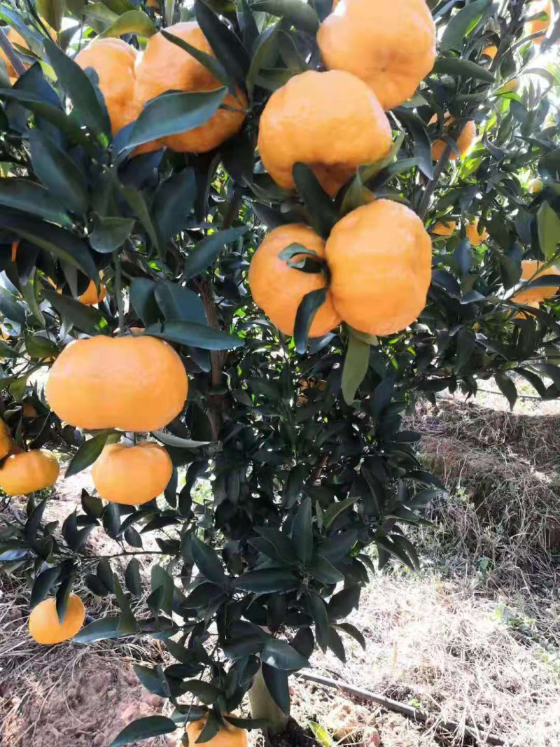 云南椪柑个头大口感香甜好吃