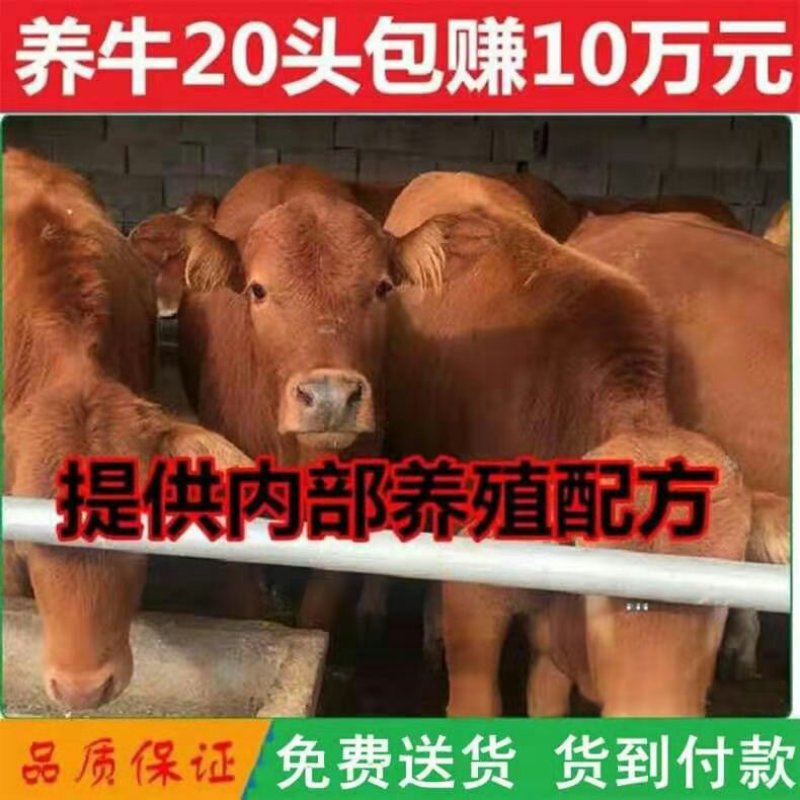 皮特蒙特牛免费送货品种优良品质保障包回收
