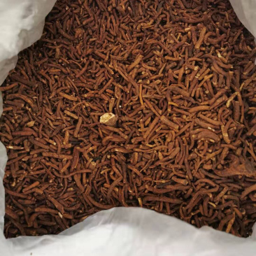蒲公英根茶野生纯蒲公英茶天然特级