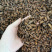 蒲公英根茶野生纯蒲公英茶天然特级