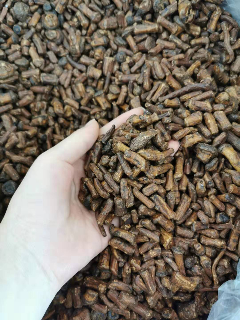 蒲公英根茶野生纯蒲公英茶天然特级