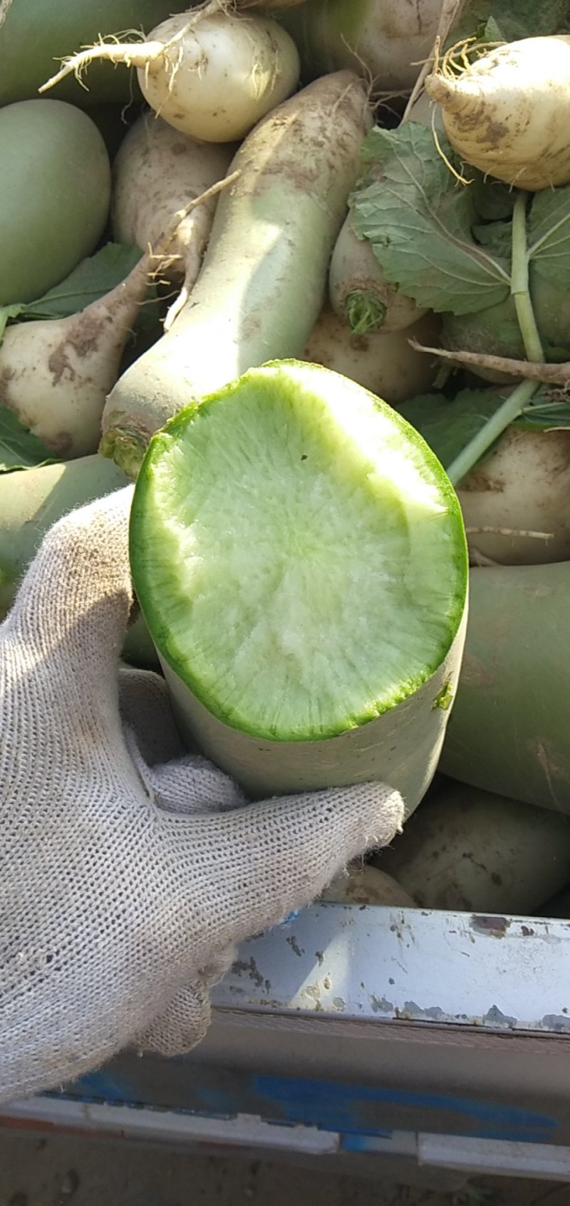 万亩青萝卜基地已经大量上市王龙种植农场欢迎各位老板咨询