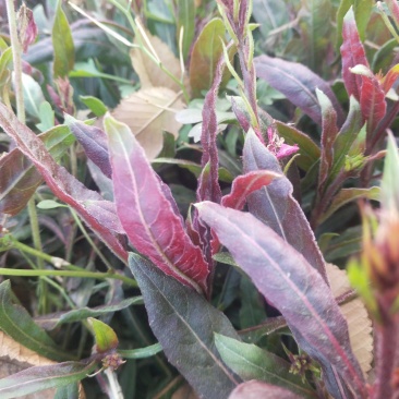 山桃草营养杯苗绿化工程用苗红花山桃草袋苗