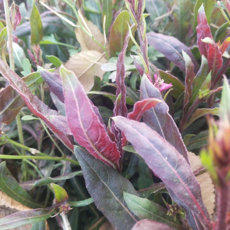山桃草营养杯苗绿化工程用苗红花山桃草袋苗