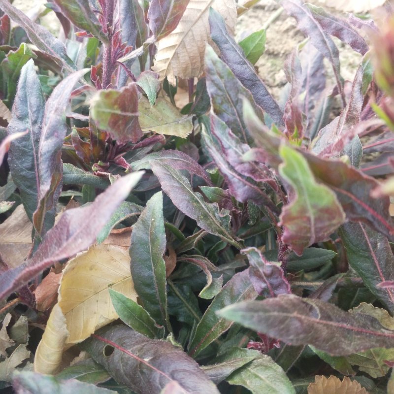 山桃草营养杯苗绿化工程用苗红花山桃草袋苗