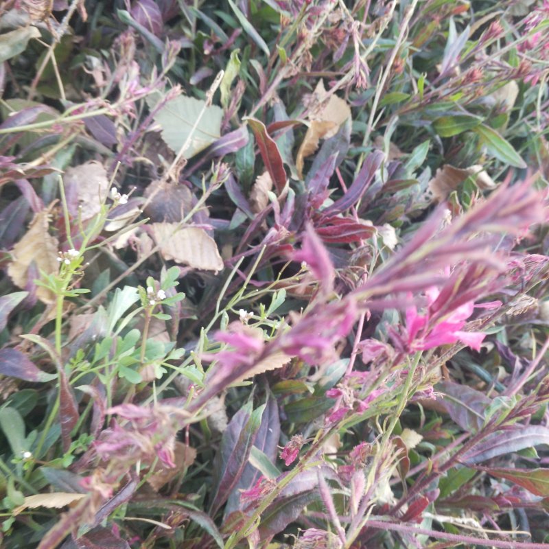 山桃草营养杯苗绿化工程用苗红花山桃草袋苗