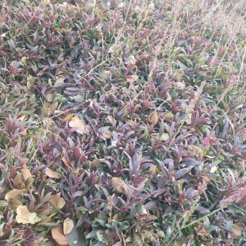 山桃草营养杯苗绿化工程用苗红花山桃草袋苗