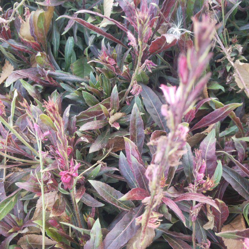 山桃草营养杯苗绿化工程用苗红花山桃草袋苗