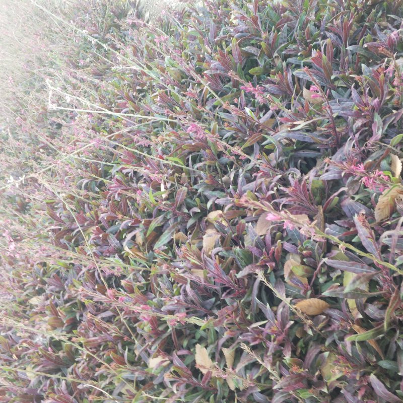 山桃草营养杯苗绿化工程用苗红花山桃草袋苗