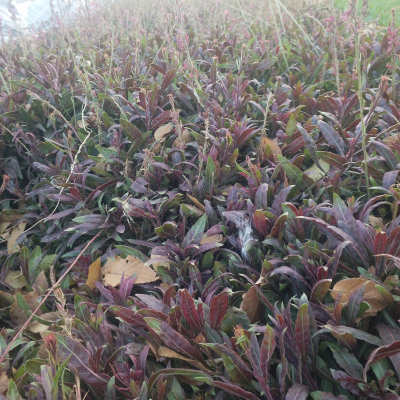 山桃草营养杯苗绿化工程用苗红花山桃草袋苗