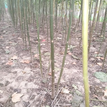 泡桐