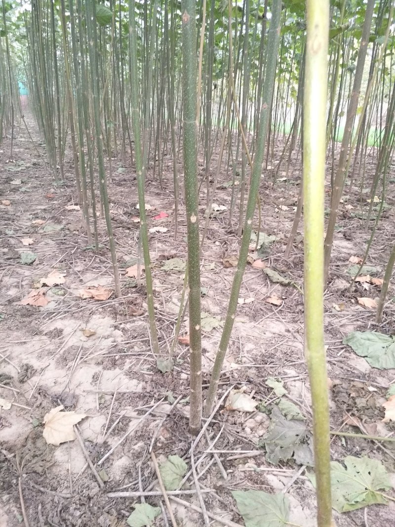 泡桐