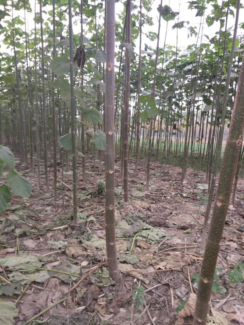 泡桐