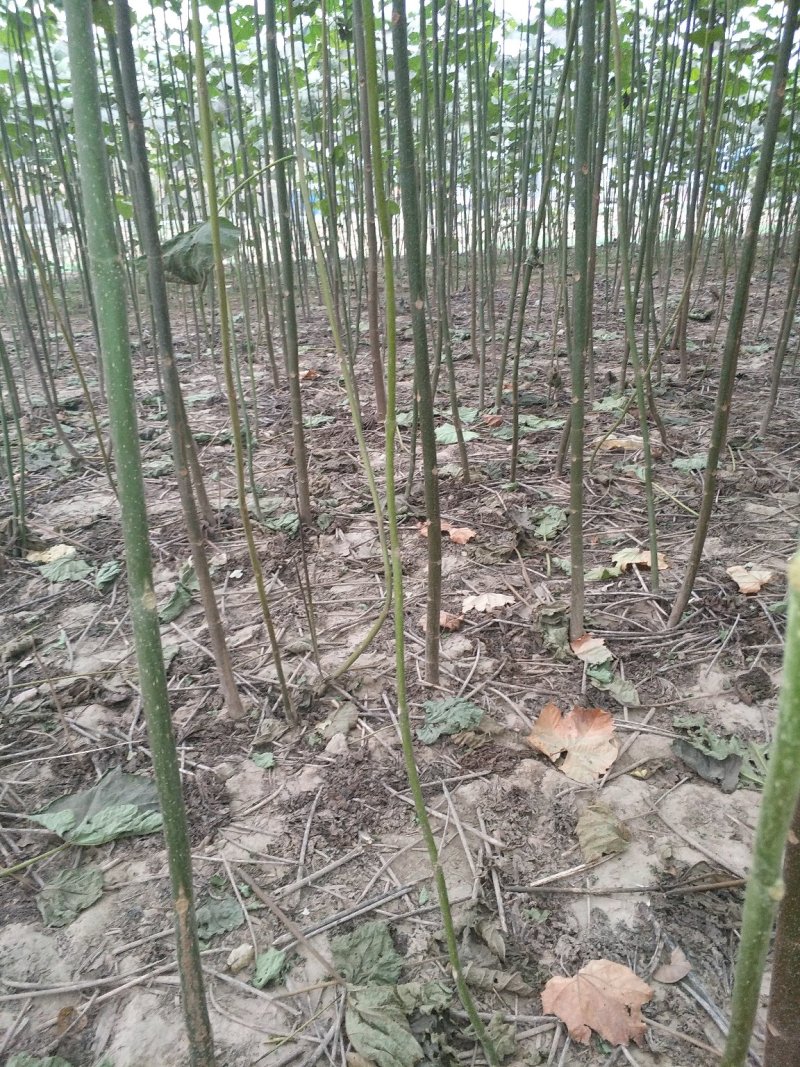 泡桐