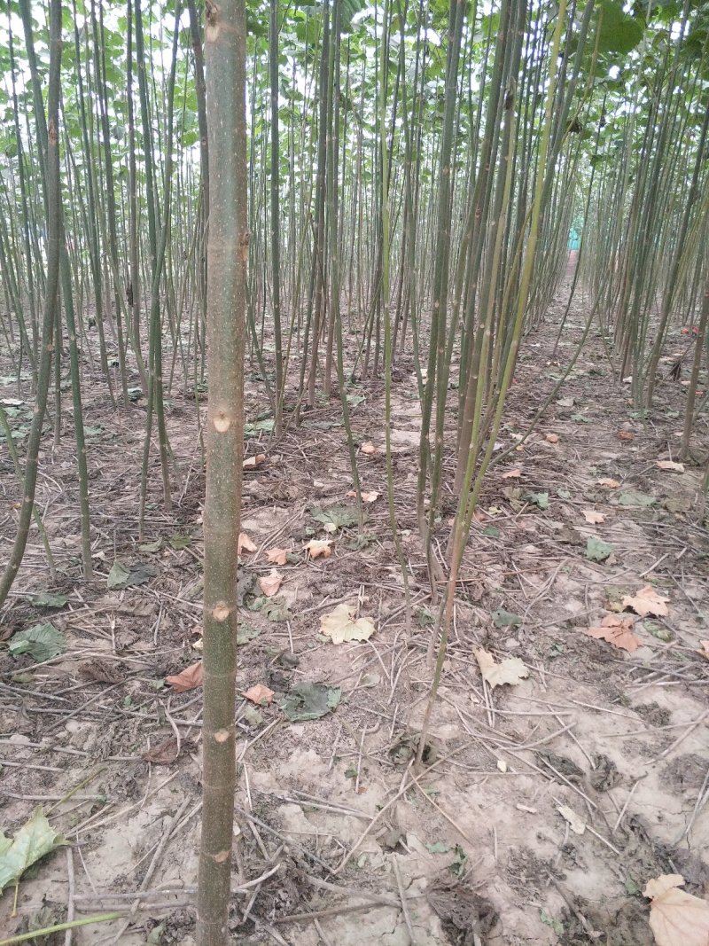 泡桐
