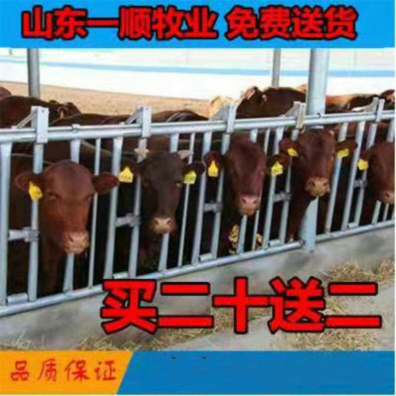 渤海黑牛优质品种技术指导免费送货包运输