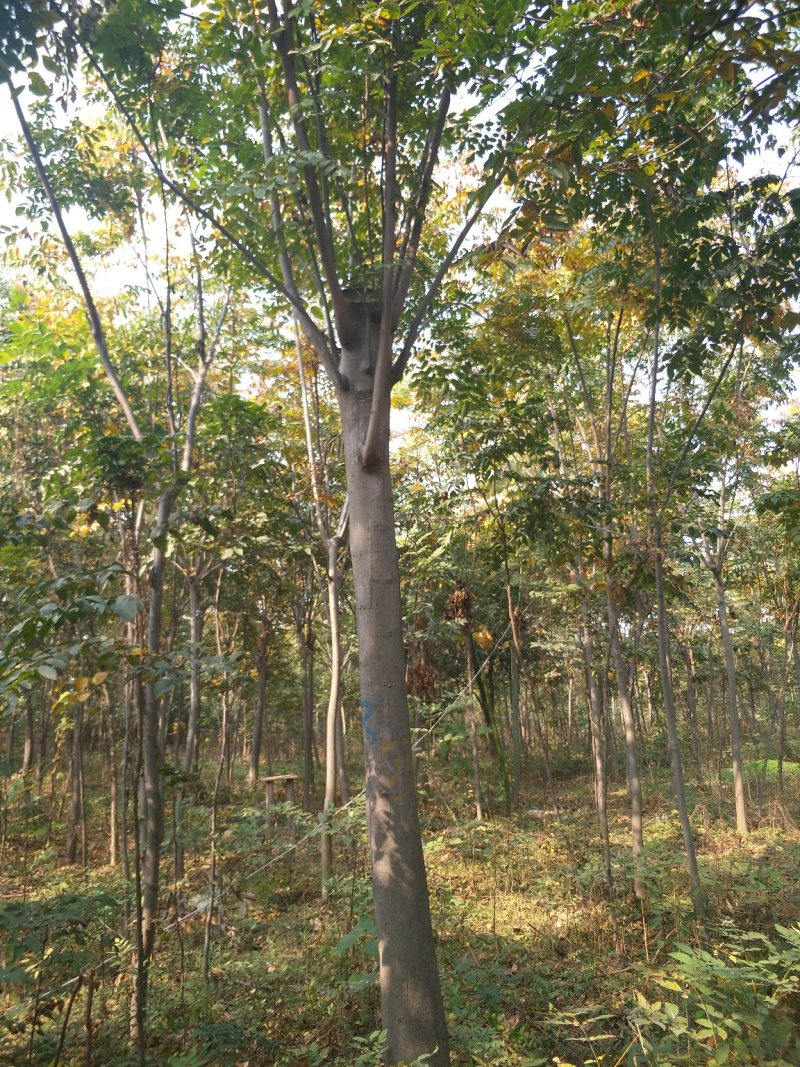 栾树