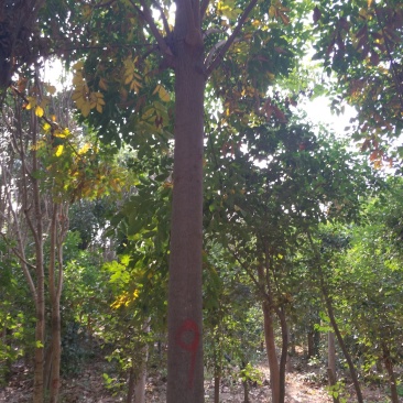 栾树