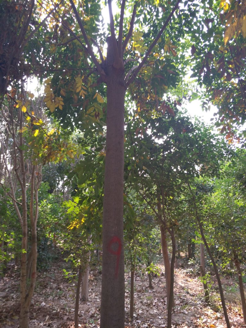 栾树
