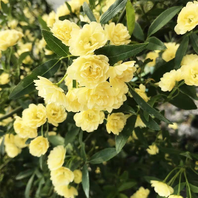 木香花苗爬藤植物浓香四季蔷薇花苗庭院花卉盆栽黄白色木香